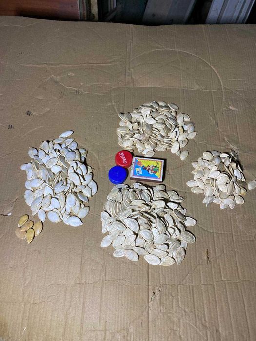 Сіровозька насіння гарбуза