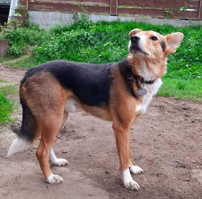 Piękny Vinci pokocha na zawsze