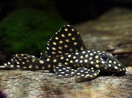 Zbrojnik l201  młodziutkie