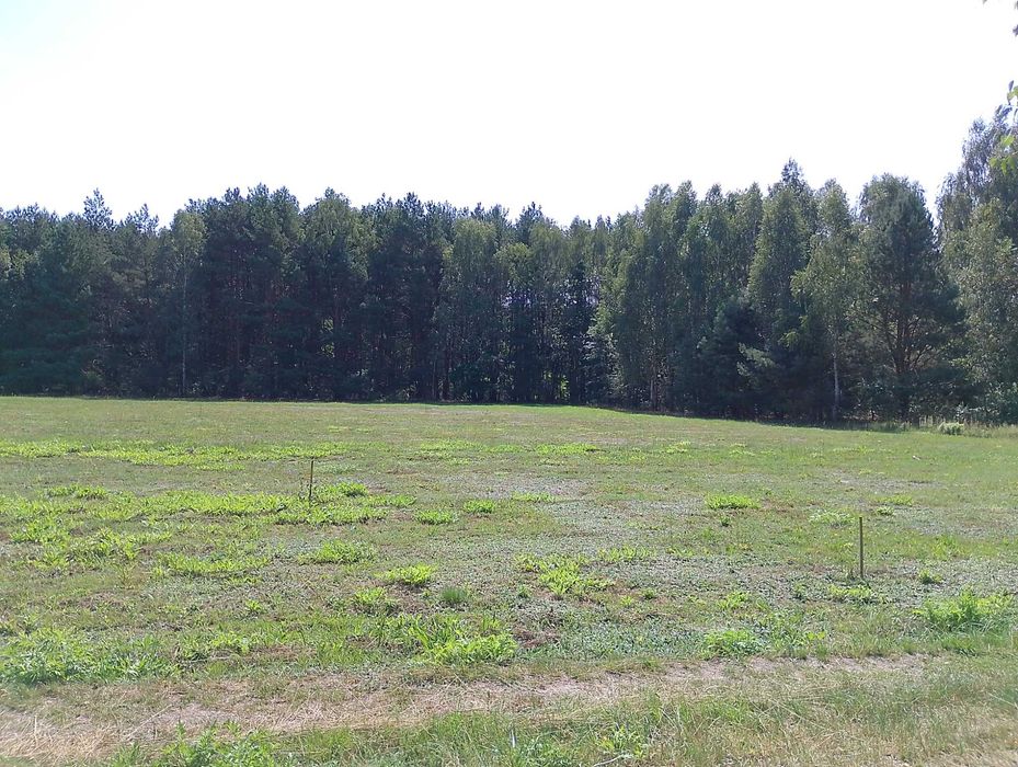 Działki budowlane po 1200 m2 z warunkami zabudowy.