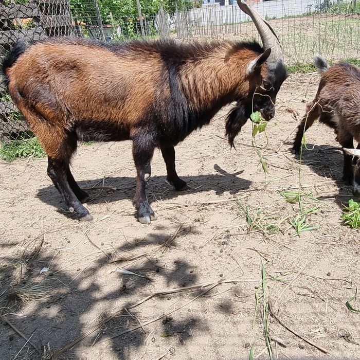 Cabrito / Bode com 20 meses de idade