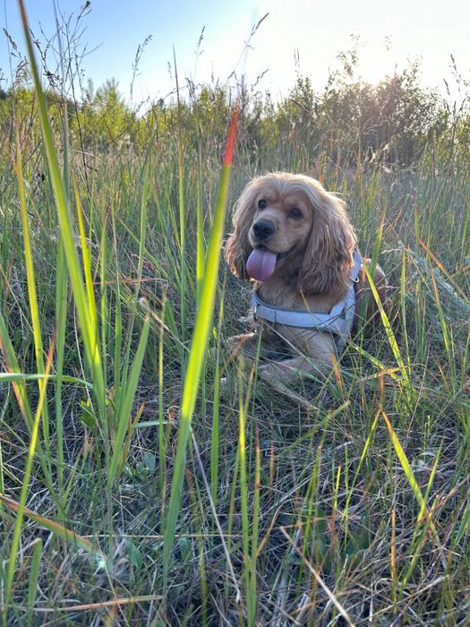 Вʼязка англійський кокер-спаніель