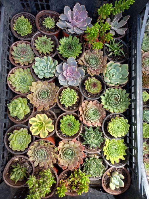 Suculentas "mini"