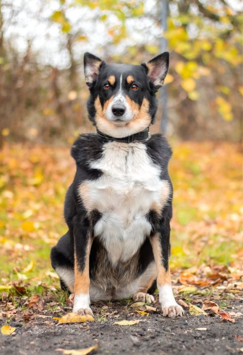 Moli w typie border collie szuka domu