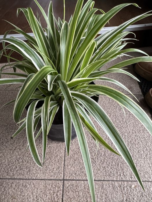 Хлорофітум продам