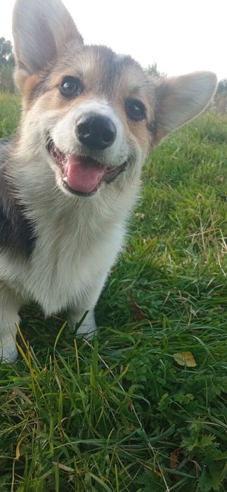 Дві чарівні красуні коргі пемброк триколор