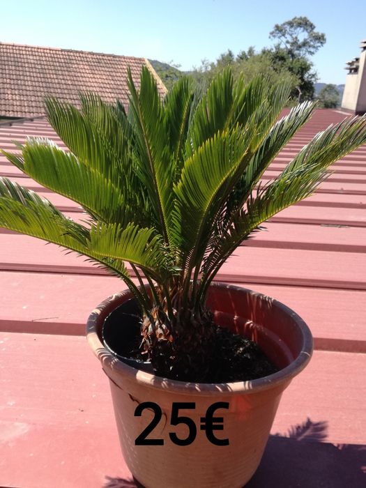 Plantas sica desde 10€