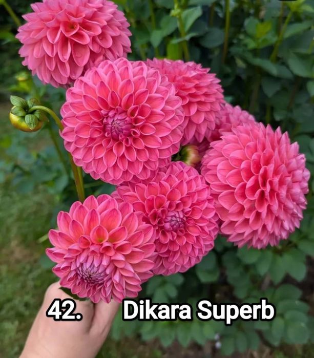 Жоржини поділки та кущі