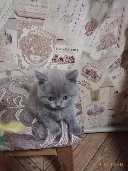 Продам шотландського хлопчика та дівчинку