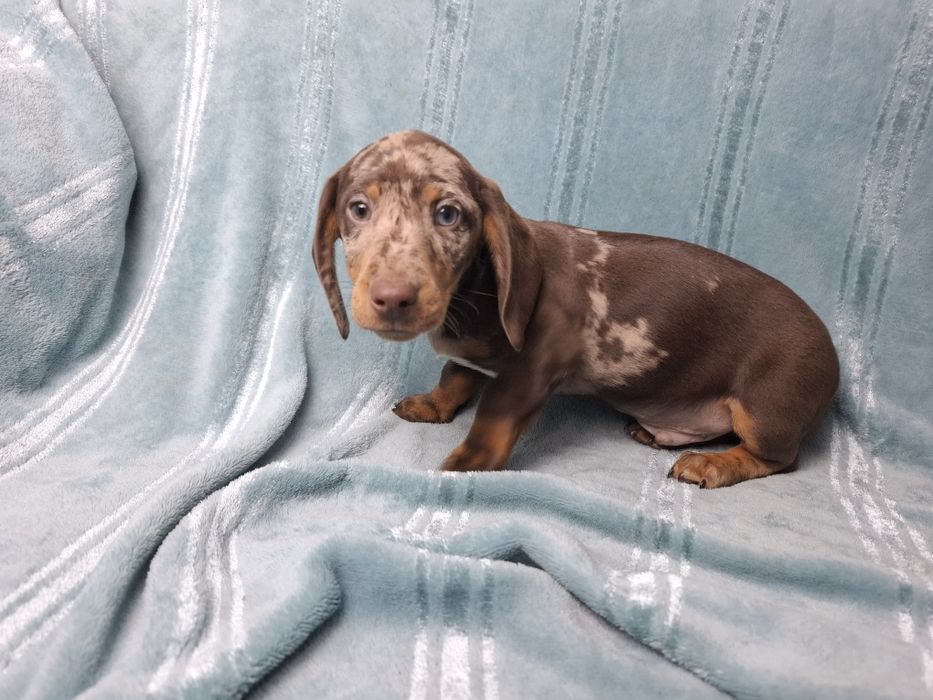 jamnik miniaturowy piesek merlle choco