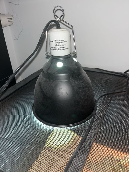 Terarrium razem z agamą brodatą