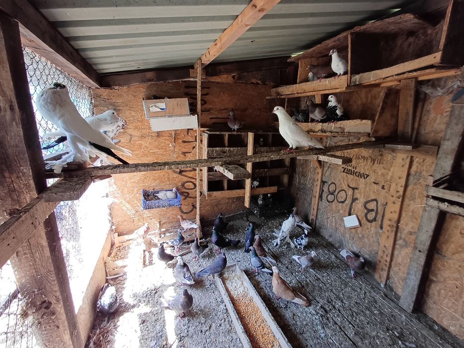 pombas de várias raças