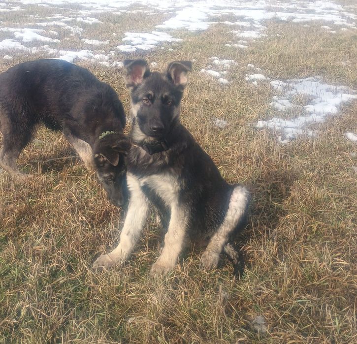 Щенки восточно-европейской овчарки