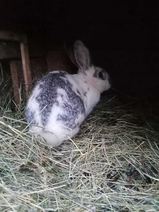 Sprzedam krolika