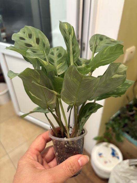 Маранта Fanscinator, Lemon Lime, Бьюті кім