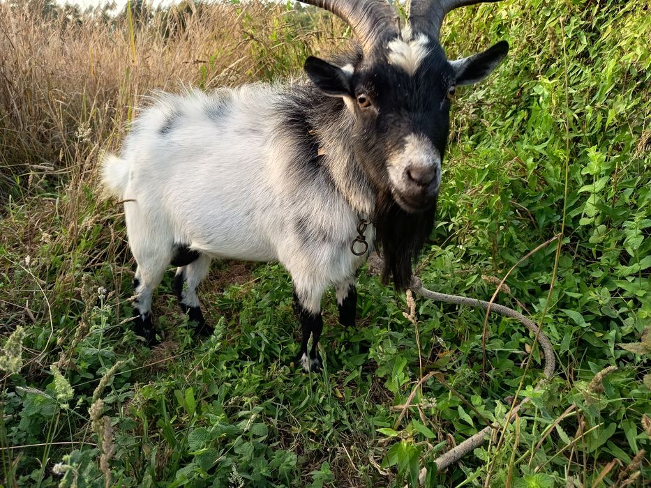 Cabrito macho  - Raça anã