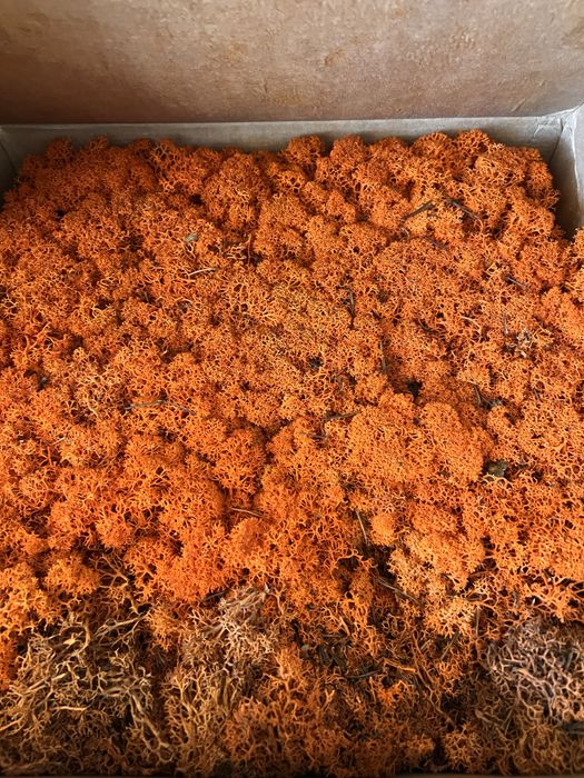 Musgo rena preservado 1kg