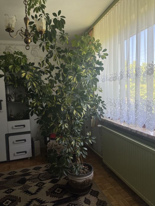 Szeflera 2,5 metra