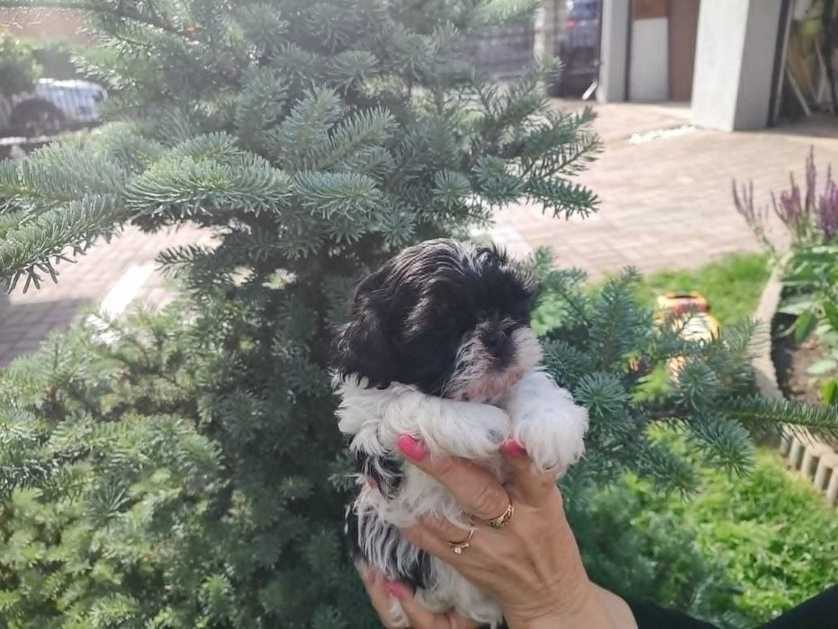 Shih tzu z rodowodem