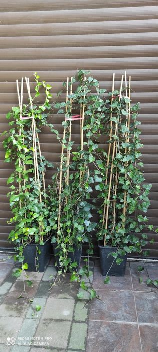 Bardzo duże bluszcze Hedera Helix 200cm-300cm