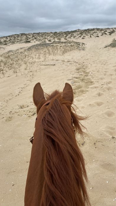 Cavalo Puro Lusitano