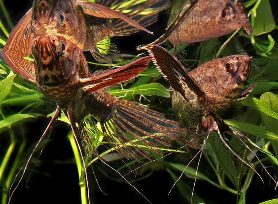 Motylowiec - Pantodon buchholzi - dowozimy, wysyłamy