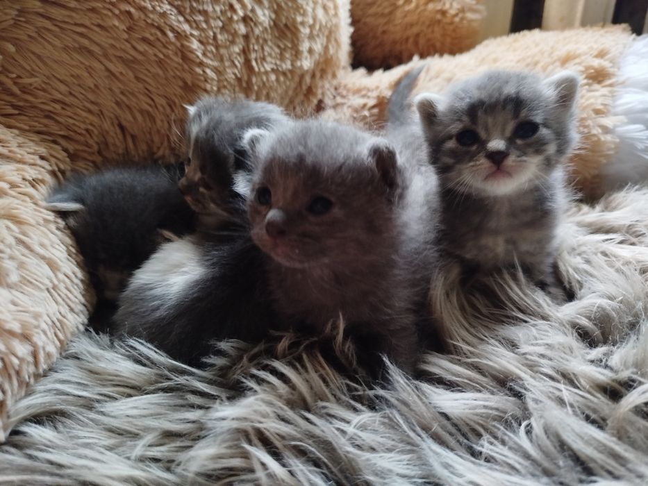 Кошенята в добрі руки