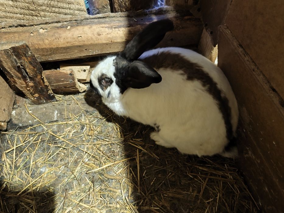 Samica Srokacz Niemiecki Brązowa Hawana