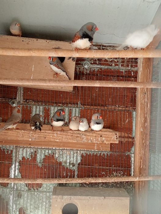 Vendo casais de mandarins