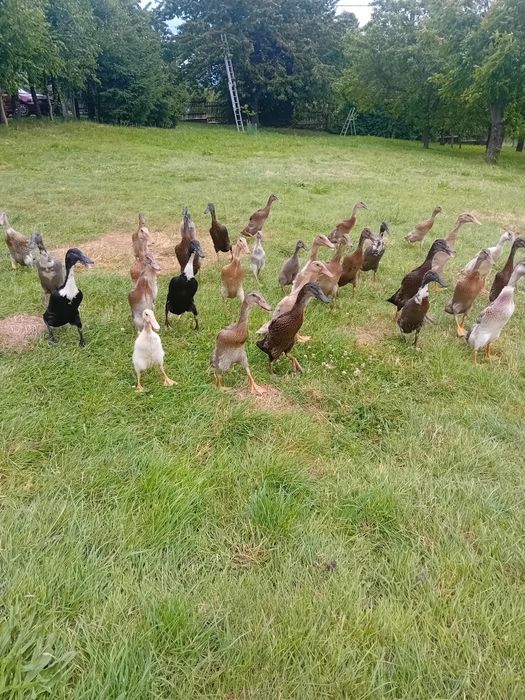 Sprzedam kaczki biegusy 80 zł szt