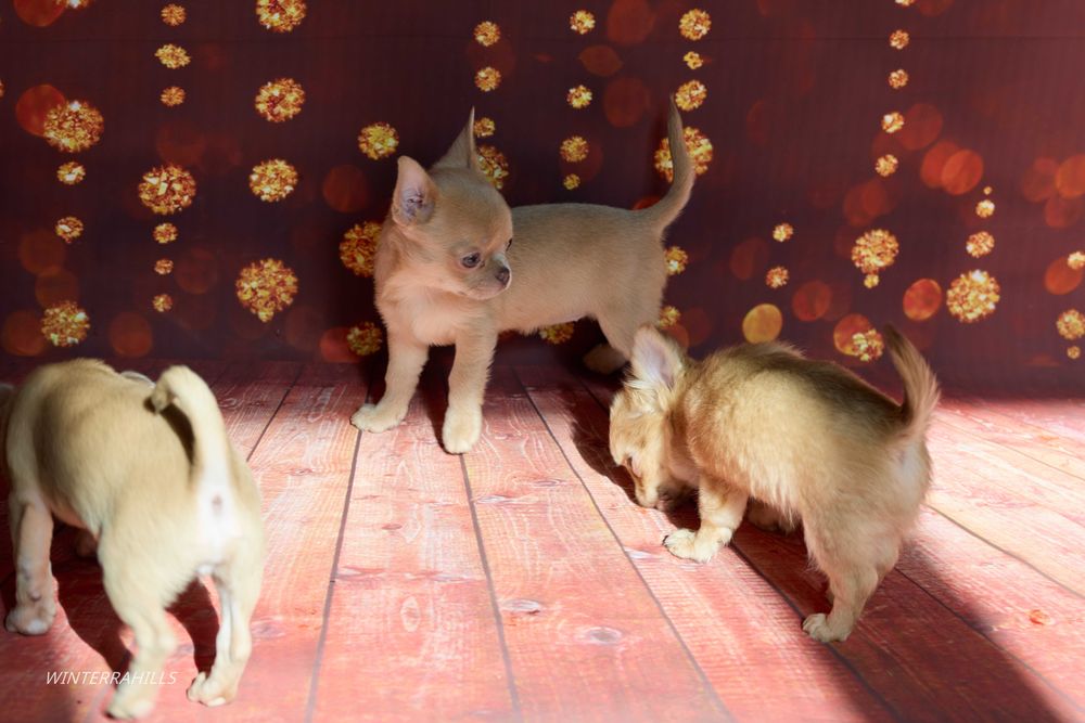 Цуценята Чіхуахуа КСУ коббі 100%