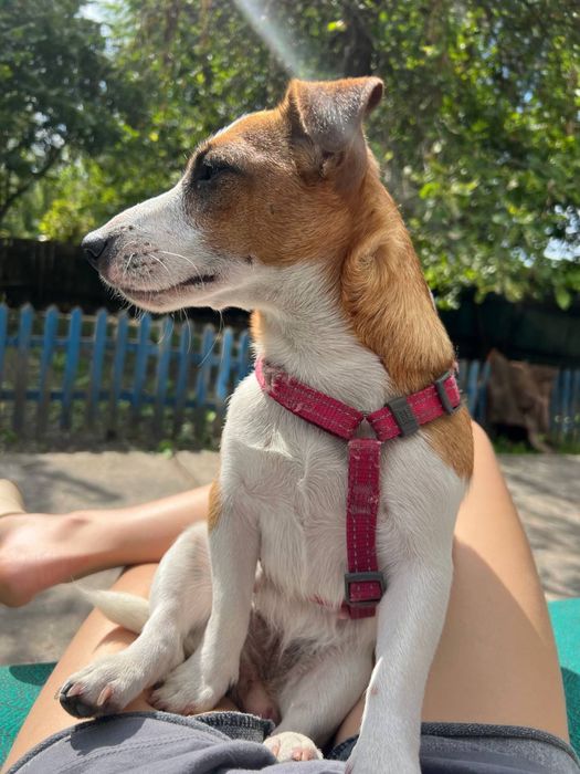 Джек Расел 1 рік вихована дівчинка з документами від заводчиків