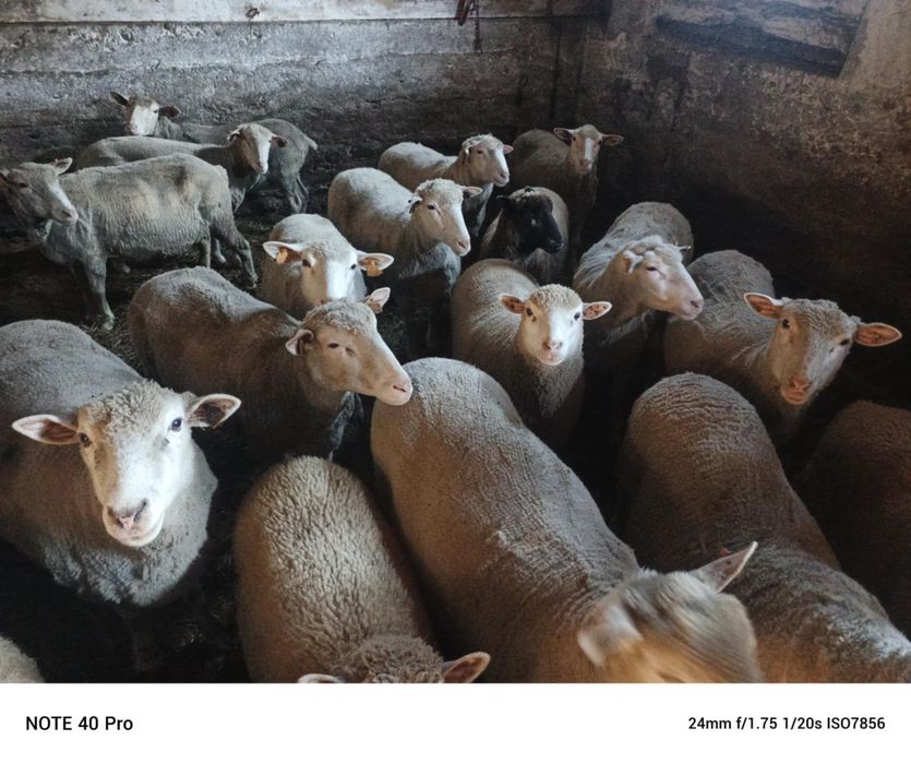 Sprzedam owce i barany