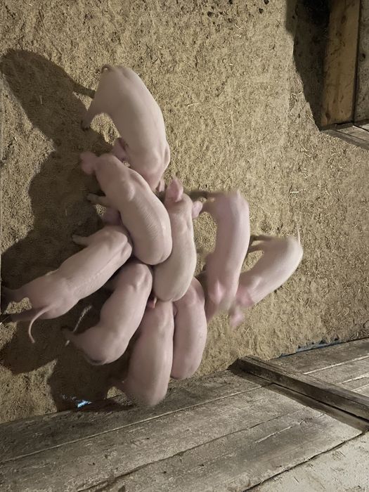 Продаються поросята : Свиноматка Ф1, кнур Петрен, Дюрок, максимус