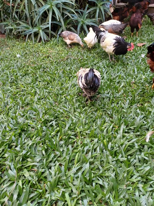 Garnizos casais/trios