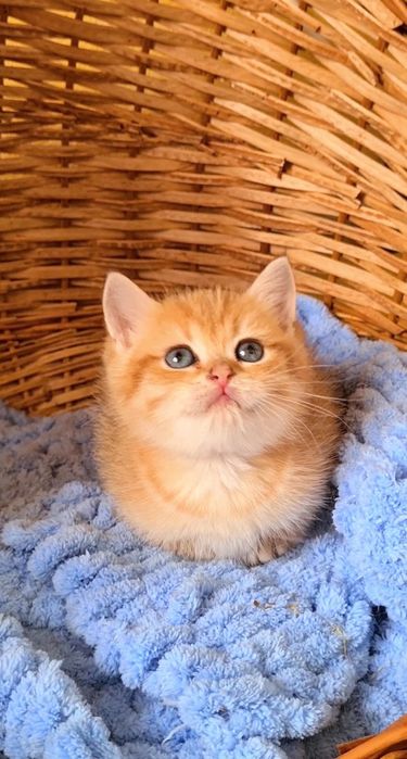 Просто красавчик щекастый