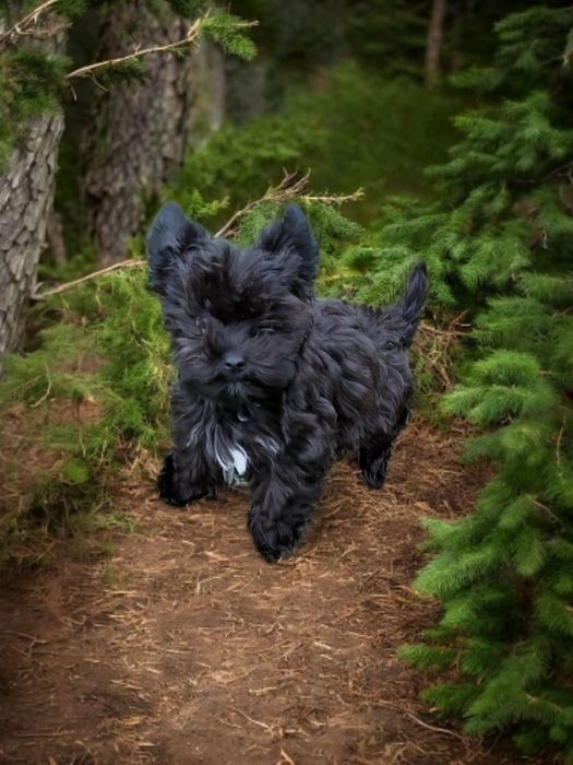 **FENOMENALNY** chłopczyk black Yorkshire Terrier
