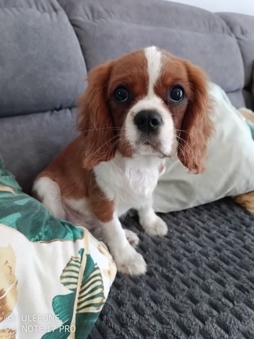 Cavalier King Charles Spaniel uroczy Chojrak