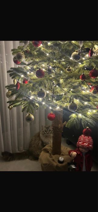 Kot Ragdoll (1 rok)+kuweta+drapak