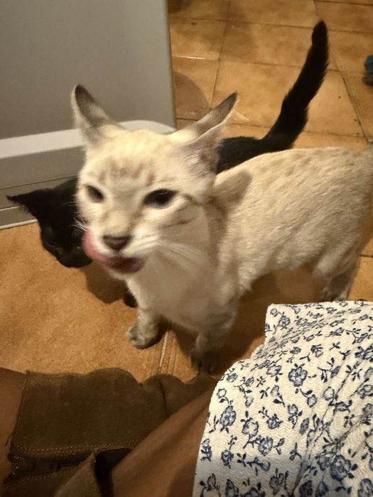 Gata siamesa silver point para adoção