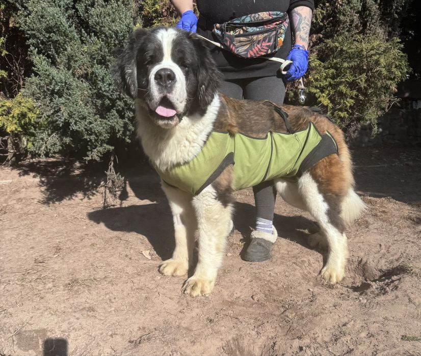 Bernardynka do adopcji