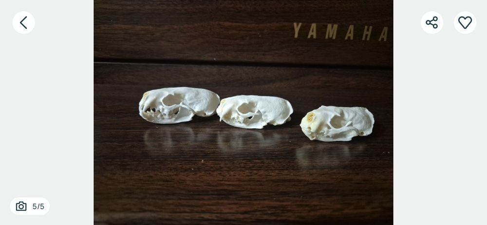Norka amerykańska czaszka skull terrarium ptasznik