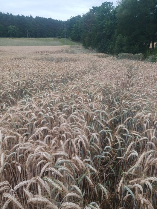 Sprzedam Pszenżyto  Tributto