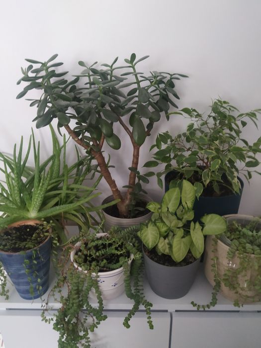 Rośliny domowe i ogrodowe