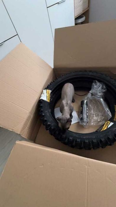 KTM SXF 250 Ken Roczen