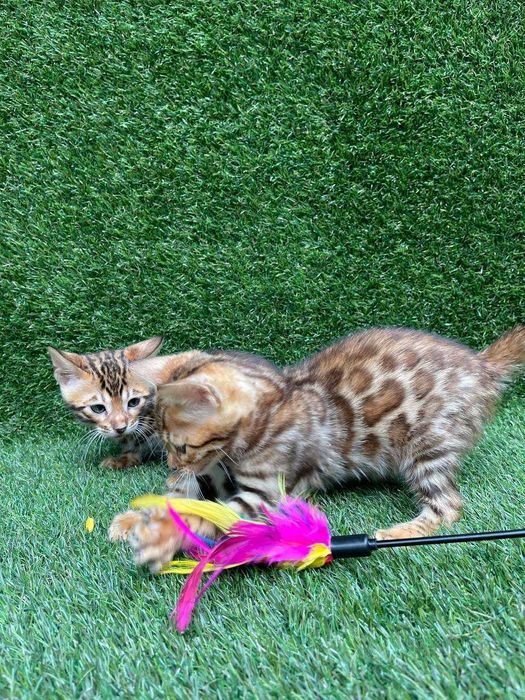 У велику окантовану розетку бенгальська дівчинка, справжнє золото!