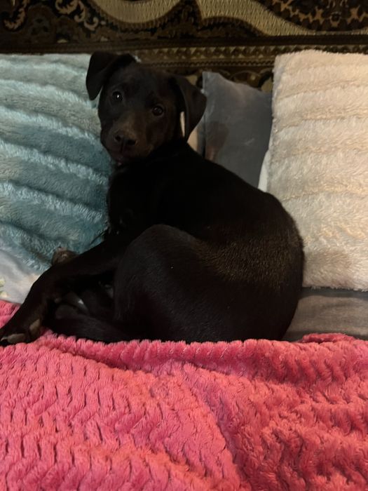 Безкоштовно хлопчик 2 місяці