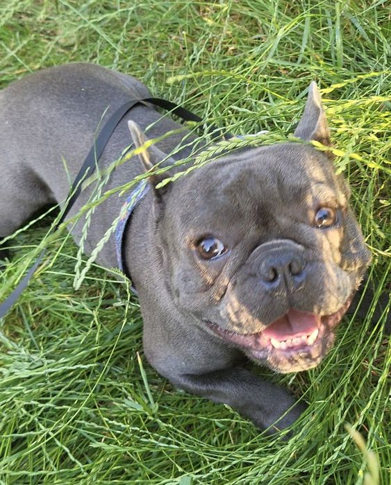 Вигул собак Дресирування Зооняня Кінолог Оболонь Мінська Київ