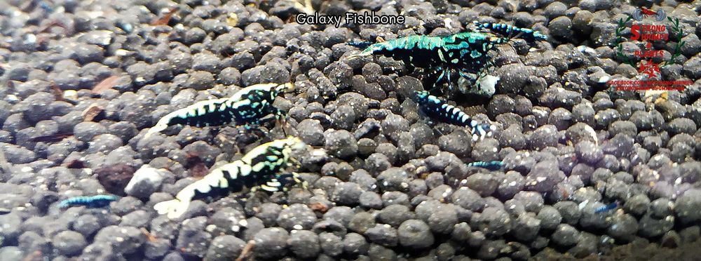 Krewetki Caridina Galaxy Fishbone Mid ZAMIANA GRATIS PROMOCJA
