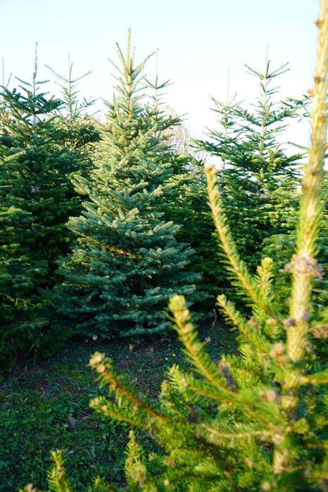 Choinki, świerk srebrzysty